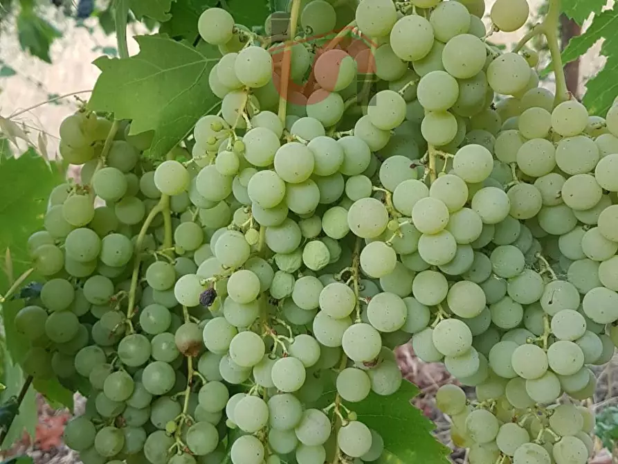 Immagine 19 di Terreno agricolo in vendita  in Contrada ponte valentino a Benevento