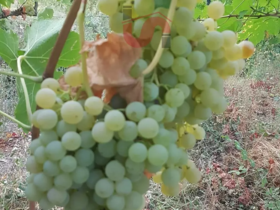 Immagine 20 di Terreno agricolo in vendita  in Contrada ponte valentino a Benevento