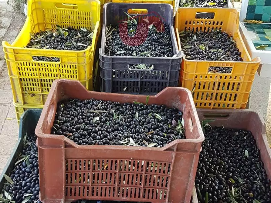 Immagine 15 di Terreno agricolo in vendita  in Contrada ponte valentino a Benevento