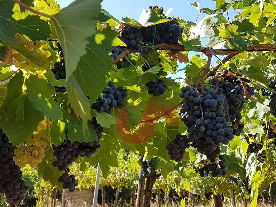 Immagine 21 di Terreno agricolo in vendita  in Contrada ponte valentino a Benevento