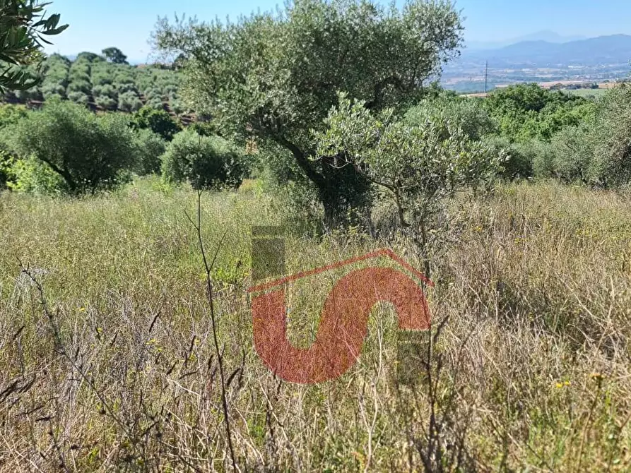 Immagine 4 di Terreno agricolo in vendita  in Contrada Mosti snc a Benevento
