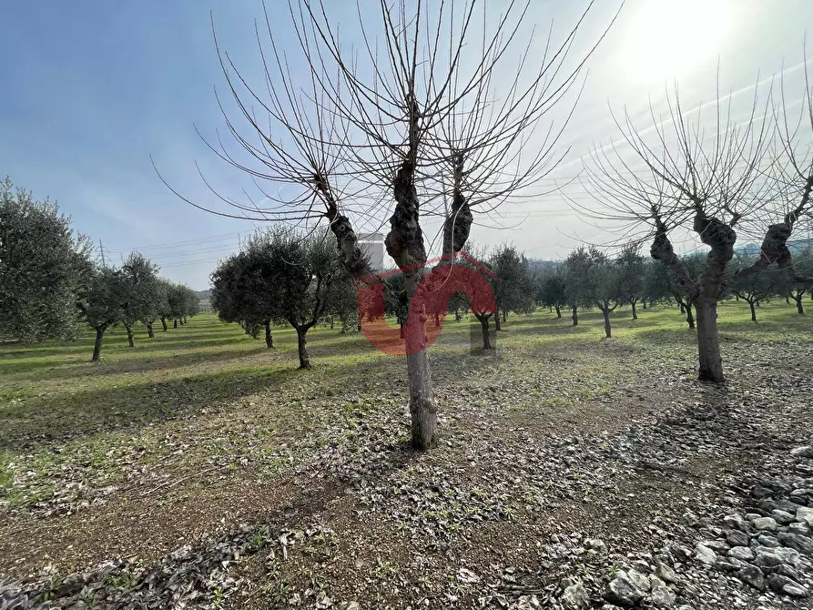 Immagine 10 di Terreno residenziale in vendita  in Via Molise a Benevento