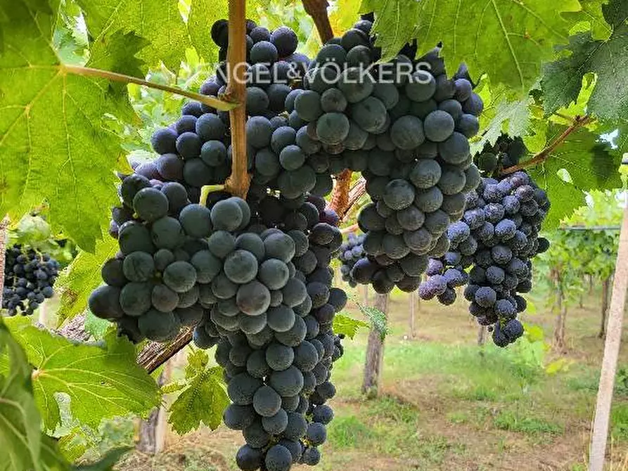 Immagine 4 di Azienda agricola in vendita  in contrada feudo a Rosciano