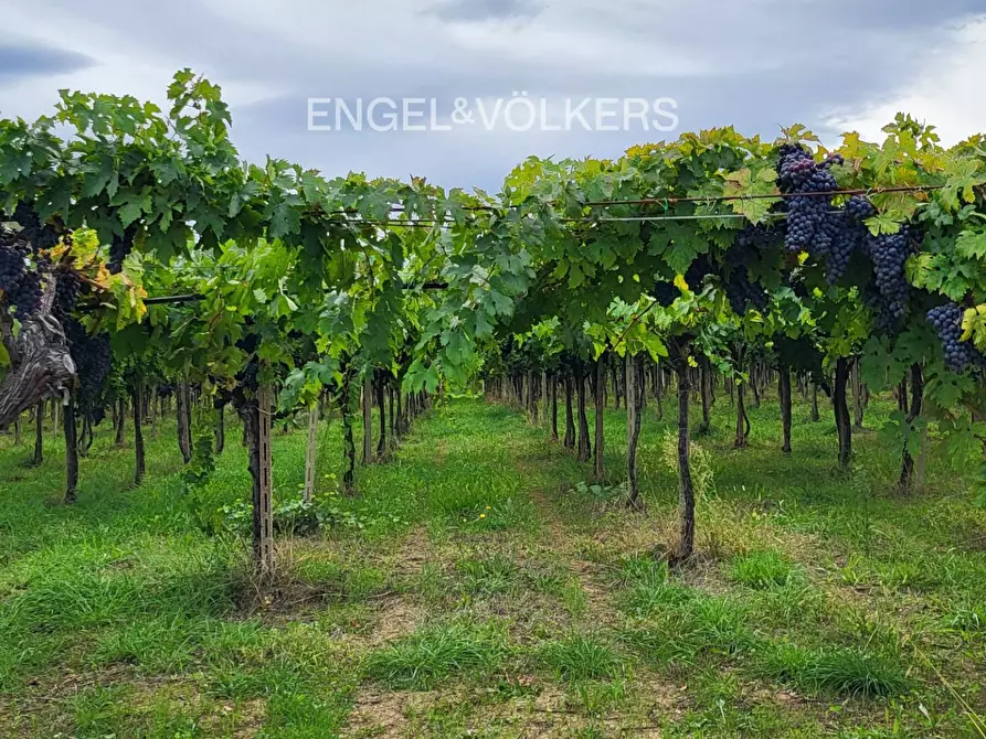 Immagine 8 di Azienda agricola in vendita  in contrada feudo a Rosciano