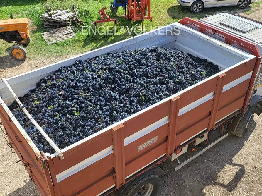 Immagine 9 di Azienda agricola in vendita  in contrada feudo a Rosciano