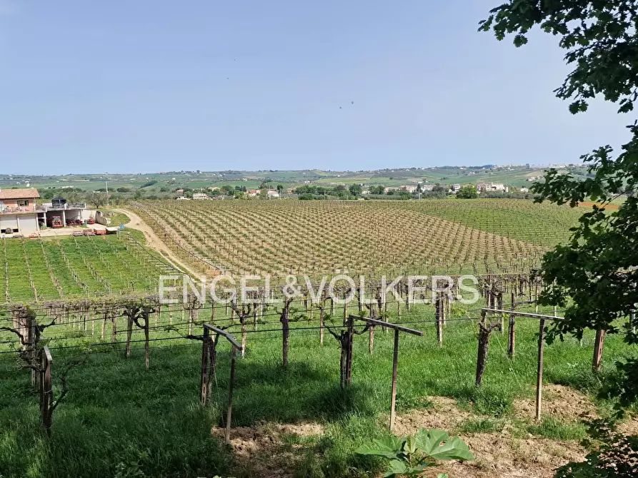 Immagine 6 di Azienda agricola in vendita  in contrada feudo a Rosciano