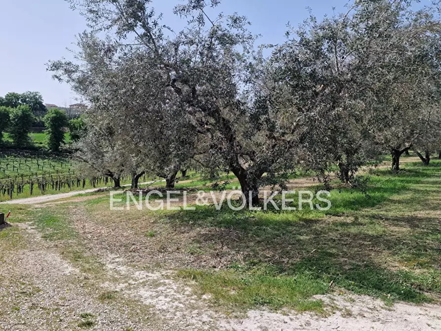 Immagine 5 di Azienda agricola in vendita  in contrada feudo a Rosciano