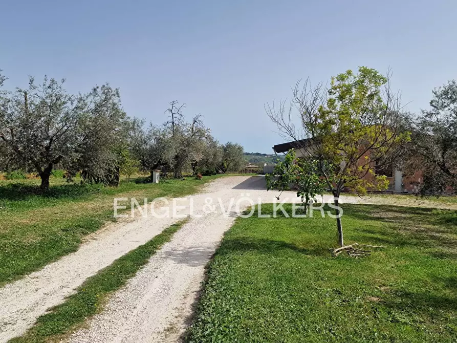 Immagine 7 di Azienda agricola in vendita  in contrada feudo a Rosciano