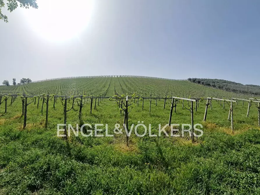 Immagine 2 di Azienda agricola in vendita  in contrada feudo a Rosciano