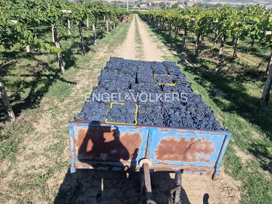 Immagine 15 di Azienda agricola in vendita  in contrada feudo a Rosciano