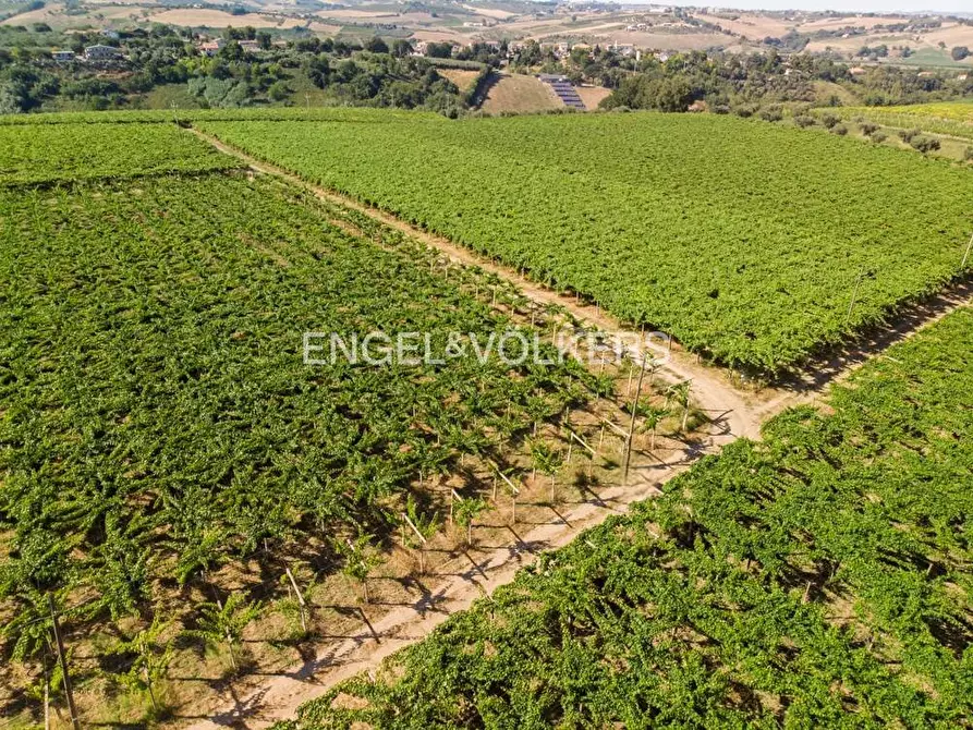 azienda agricola in vendita a Rosciano