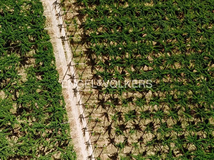 Immagine 3 di Azienda agricola in vendita  in contrada feudo a Rosciano