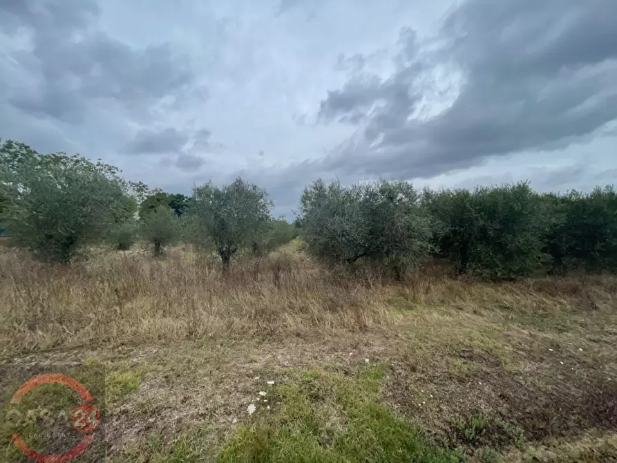 Immagine 1 di Terreno agricolo in vendita  in via dell'anatra a Bassiano