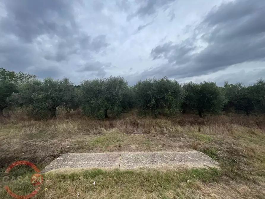 Immagine 4 di Terreno agricolo in vendita  in via dell'anatra a Bassiano