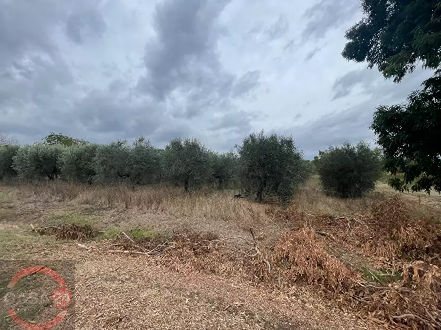 Immagine 5 di Terreno agricolo in vendita  in via dell'anatra a Bassiano