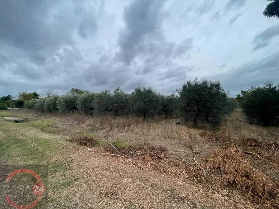 Immagine 6 di Terreno agricolo in vendita  in via dell'anatra a Bassiano