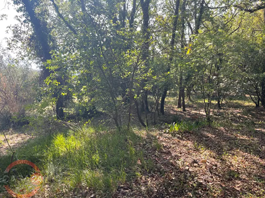 Immagine 59 di Villa in vendita  in Via Foresta Primo tratto a Sezze