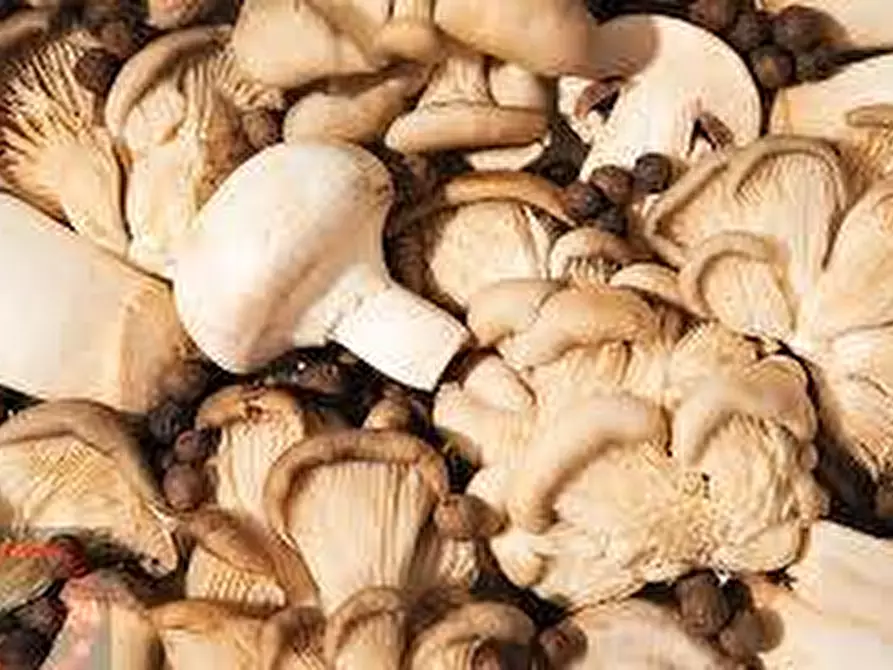 Immagine 5 di Attività commerciale in vendita  a Latina