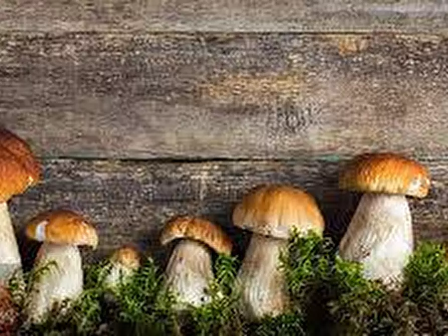 Immagine 6 di Attività commerciale in vendita  a Latina