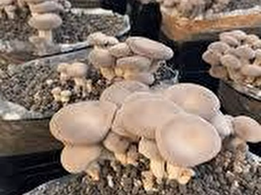 Immagine 7 di Attività commerciale in vendita  a Latina