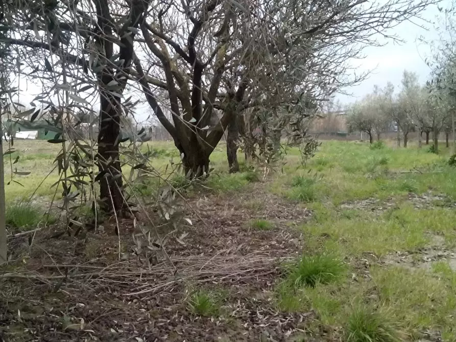 Immagine 4 di Terreno agricolo in vendita  in via dei sepolcri 2 a Pisa