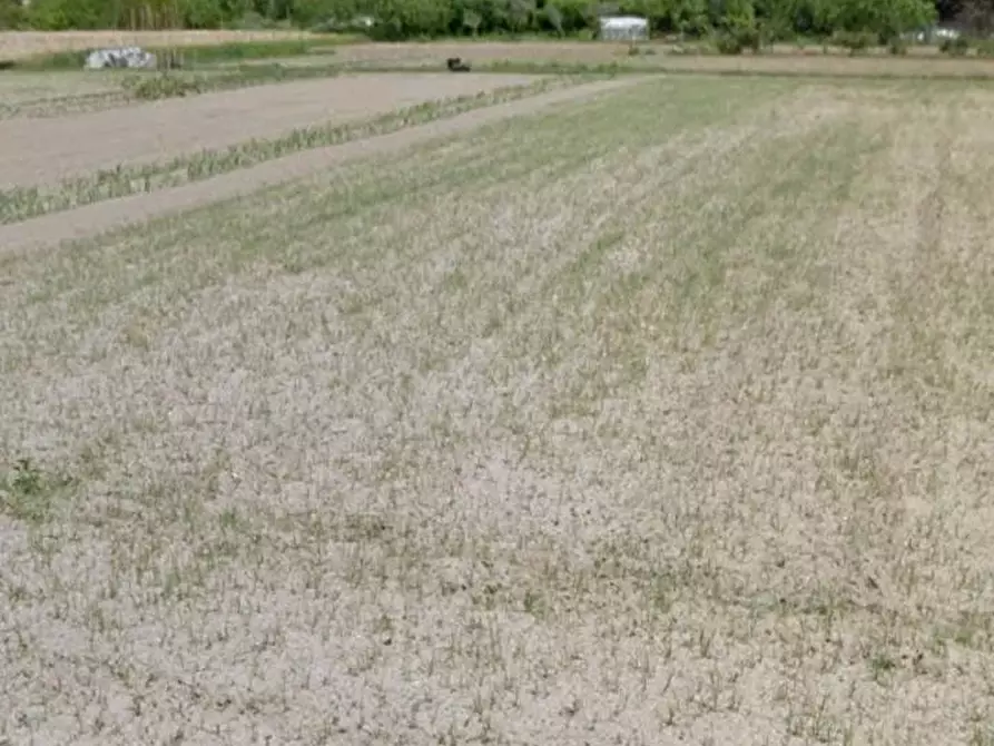 Immagine 1 di Terreno agricolo in vendita  in via dei Filaracci a Massarosa