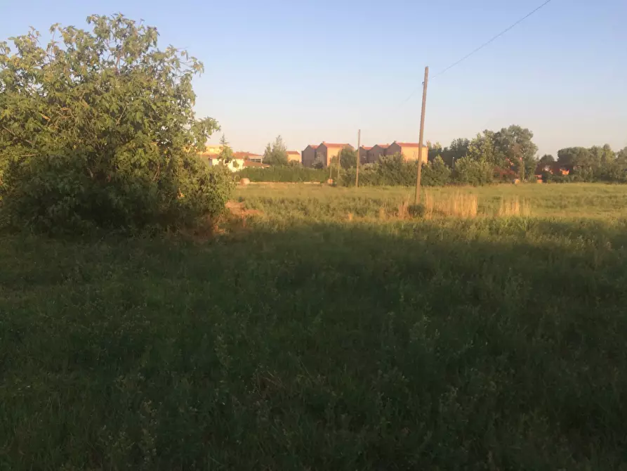 Immagine 3 di Terreno agricolo in vendita  in via provinciale per lorenzana a Cascina