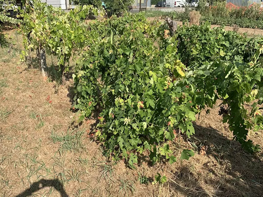 Immagine 14 di Terreno residenziale in vendita  in Via Pisanica a Pietrasanta