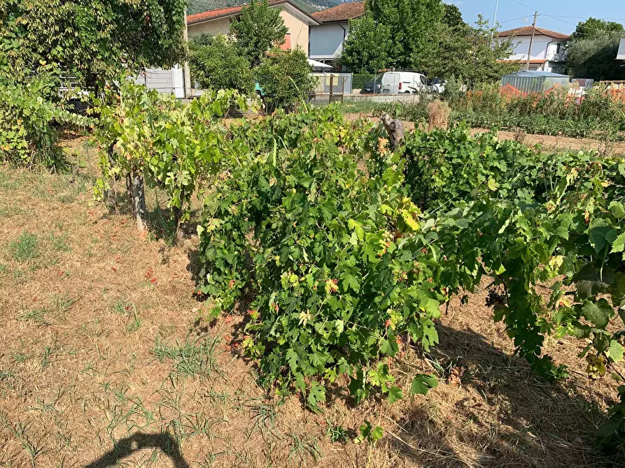 Immagine 15 di Terreno residenziale in vendita  in Via Pisanica a Pietrasanta