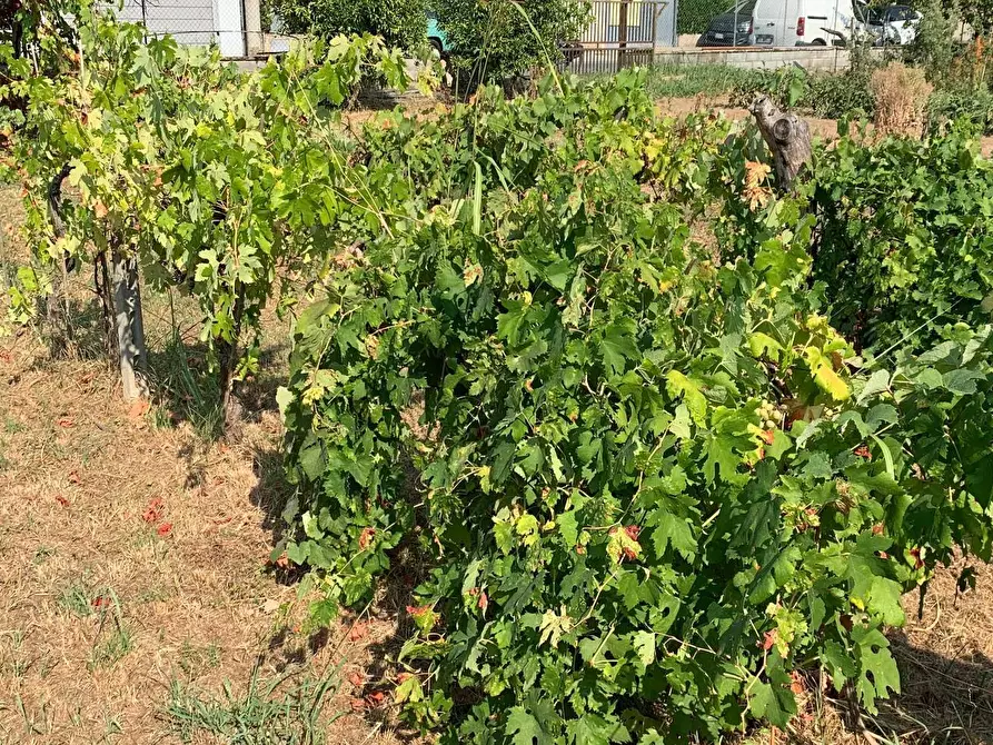 Immagine 16 di Terreno residenziale in vendita  in Via Pisanica a Pietrasanta