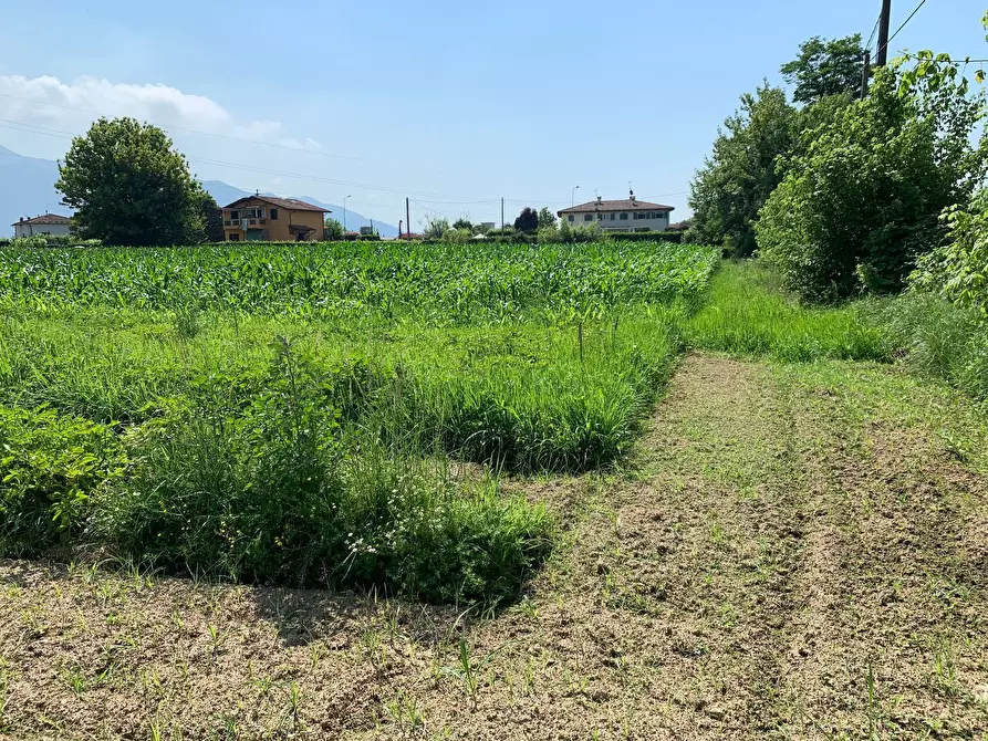 Immagine 4 di Terreno agricolo in vendita  in Via Del Lago Pietrasanta a Pietrasanta