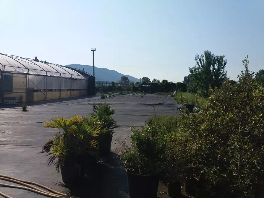Immagine 2 di Terreno agricolo in vendita  in viale gambacorti - a Vecchiano