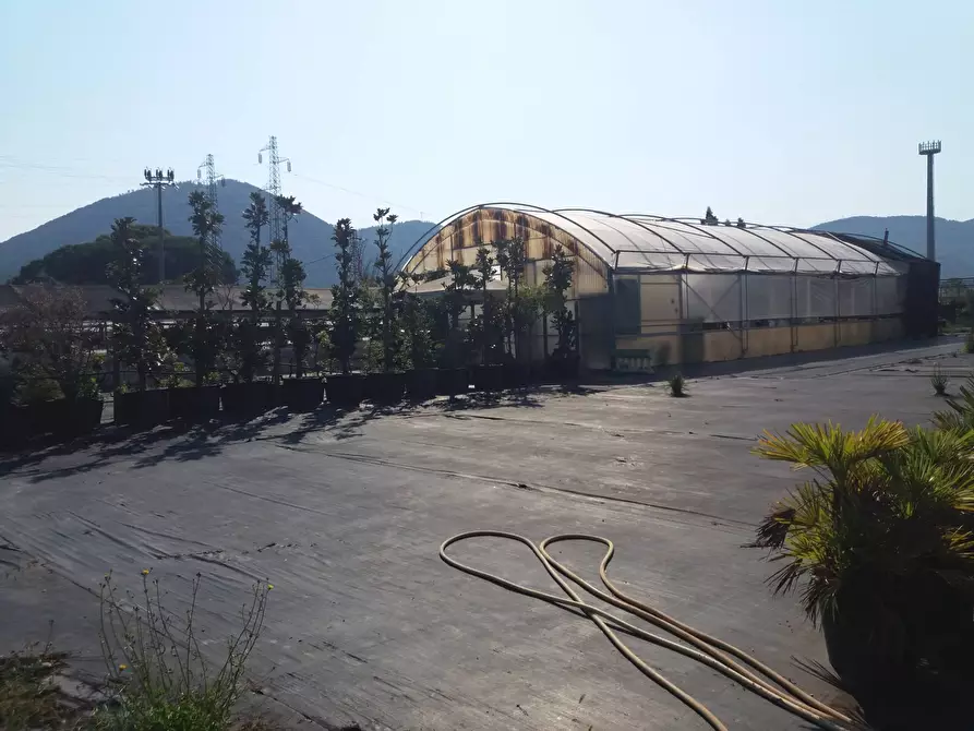 Immagine 3 di Terreno agricolo in vendita  in viale gambacorti - a Vecchiano