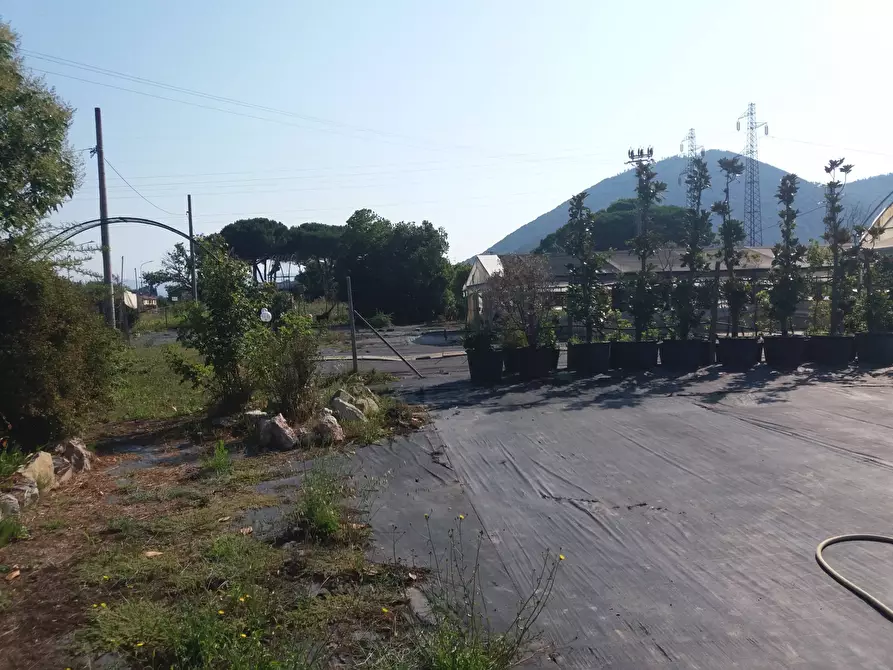 Immagine 4 di Terreno agricolo in vendita  in viale gambacorti - a Vecchiano