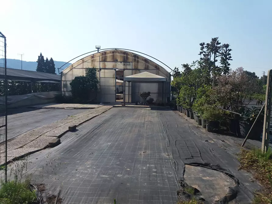 Immagine 5 di Terreno agricolo in vendita  in viale gambacorti - a Vecchiano