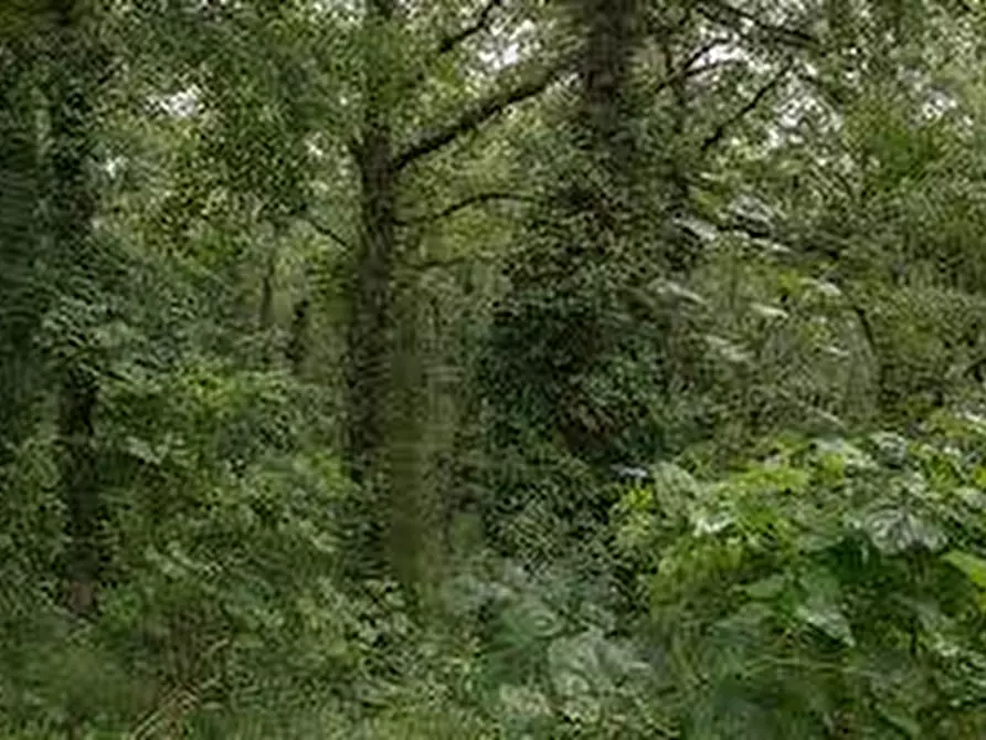 Immagine 3 di Terreno agricolo in vendita  in via delle Motte a Abetone Cutigliano