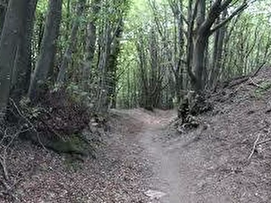 Immagine 15 di Terreno agricolo in vendita  in via delle Motte a Abetone Cutigliano