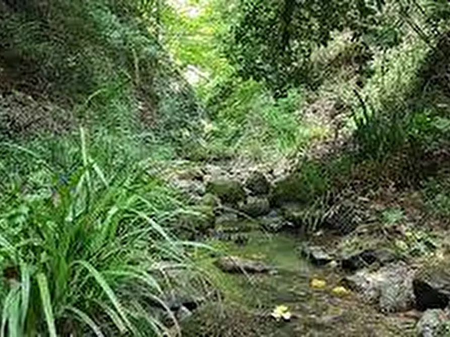 Immagine 12 di Terreno agricolo in vendita  in Casa di Sorana a Abetone Cutigliano