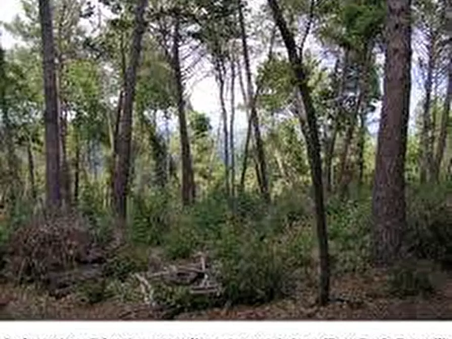 Immagine 8 di Terreno agricolo in vendita  in Casa di Sorana a Abetone Cutigliano
