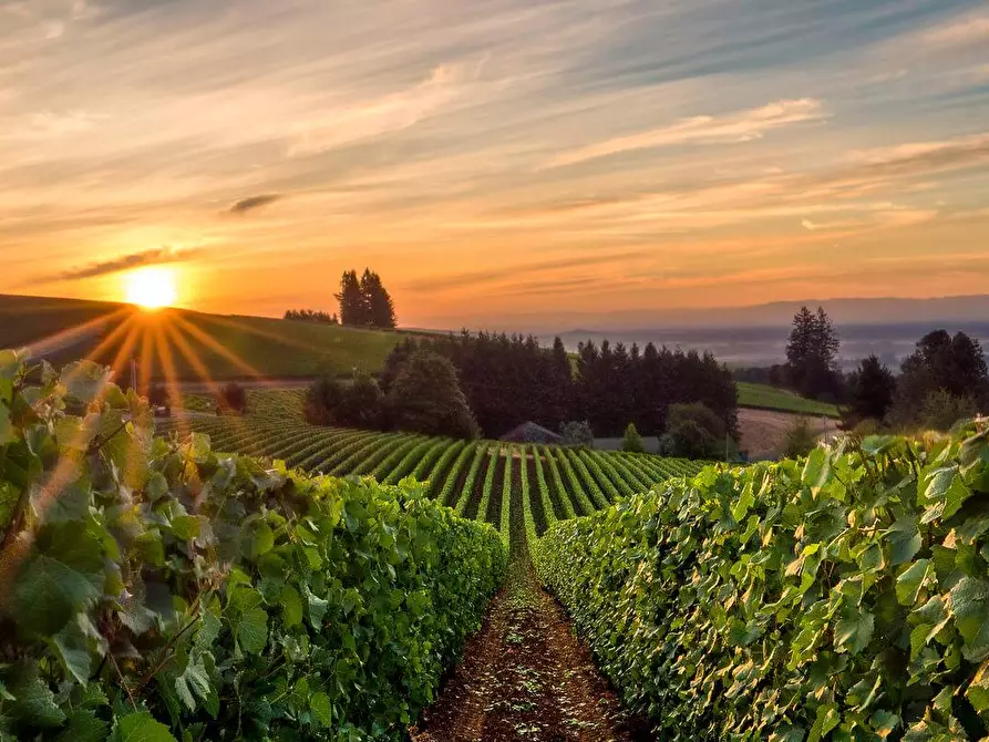 Immagine 3 di Villetta a schiera in vendita  in Via Delle Buchette a Collesalvetti