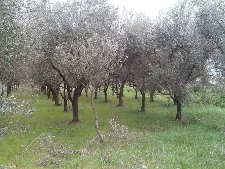Immagine 1 di Terreno agricolo in vendita  in via martiri della liberazione a San Giuliano Terme