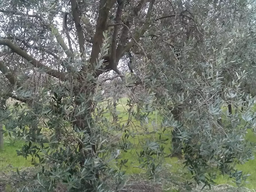 Immagine 2 di Terreno agricolo in vendita  in via martiri della liberazione a San Giuliano Terme
