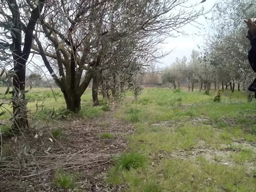 Immagine 4 di Terreno agricolo in vendita  in via martiri della liberazione a San Giuliano Terme