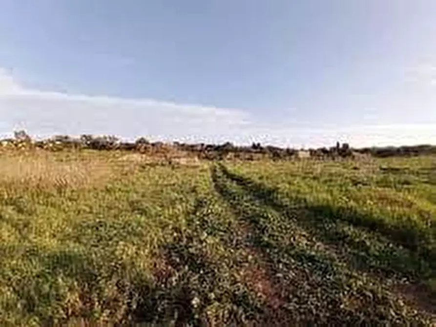 Immagine 2 di Terreno agricolo in vendita  in via ulisse dini - a San Giuliano Terme