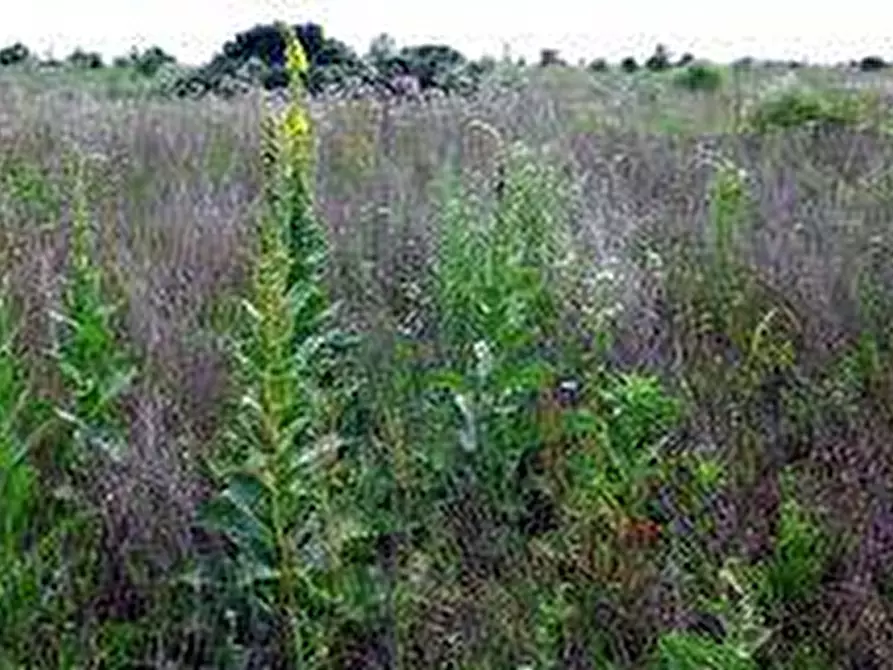 Immagine 3 di Terreno agricolo in vendita  in via ulisse dini - a San Giuliano Terme