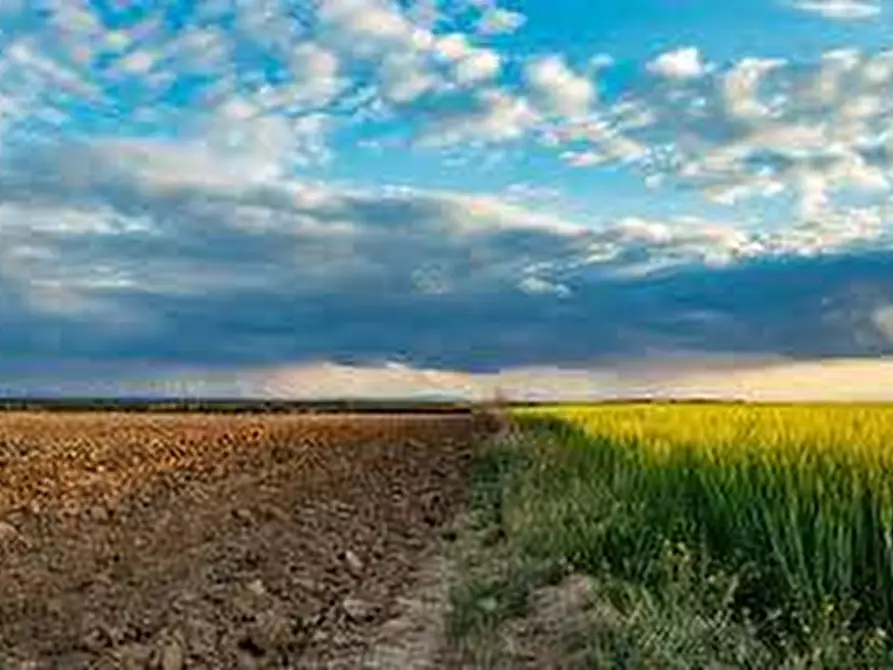 Immagine 5 di Terreno agricolo in vendita  in via ulisse dini - a San Giuliano Terme