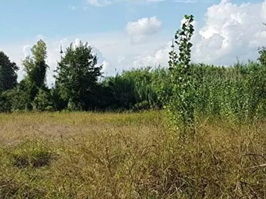 Immagine 6 di Terreno agricolo in vendita  in via ulisse dini - a San Giuliano Terme