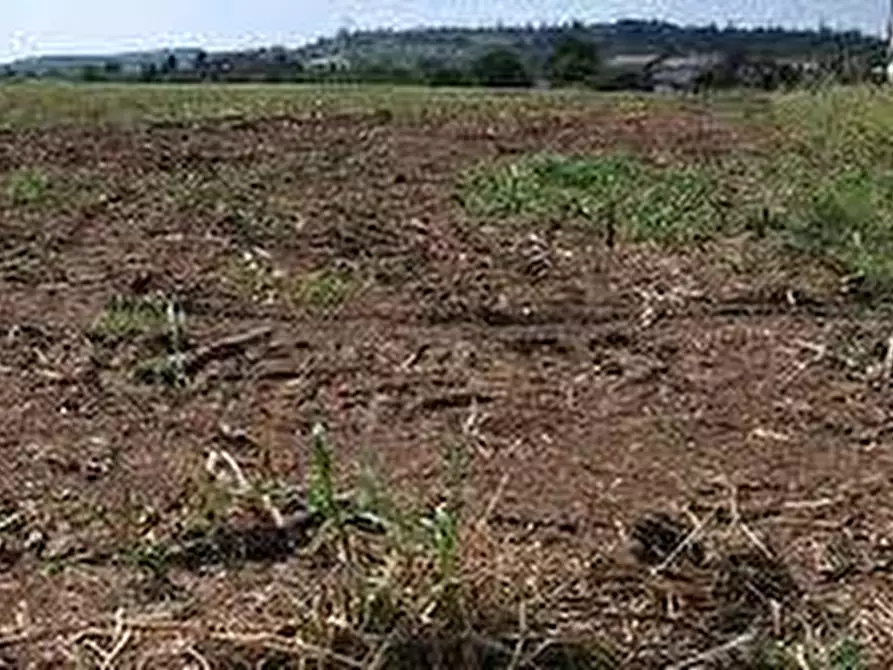 Immagine 7 di Terreno agricolo in vendita  in via ulisse dini - a San Giuliano Terme