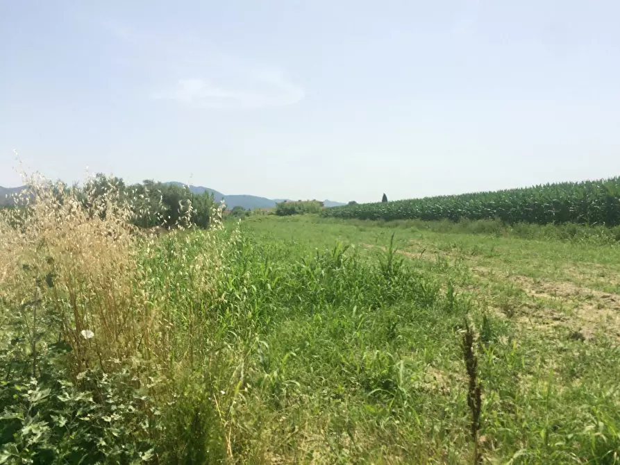 Immagine 1 di Terreno agricolo in vendita  in via amedeo a Vecchiano