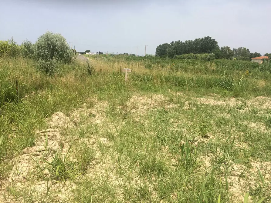 Immagine 3 di Terreno agricolo in vendita  in via amedeo a Vecchiano